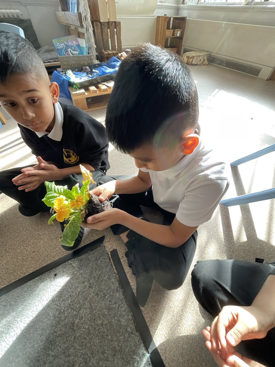 MarshfieldPS's tweet image. Year 1 have been budding botanists this week 🌱 We’ve been learning all about the different parts of a plant by examining real plants to find the roots, stems, leaves and flowers! 🌼🌿 Hands-on learning at its best! #Ambition #MPSScience