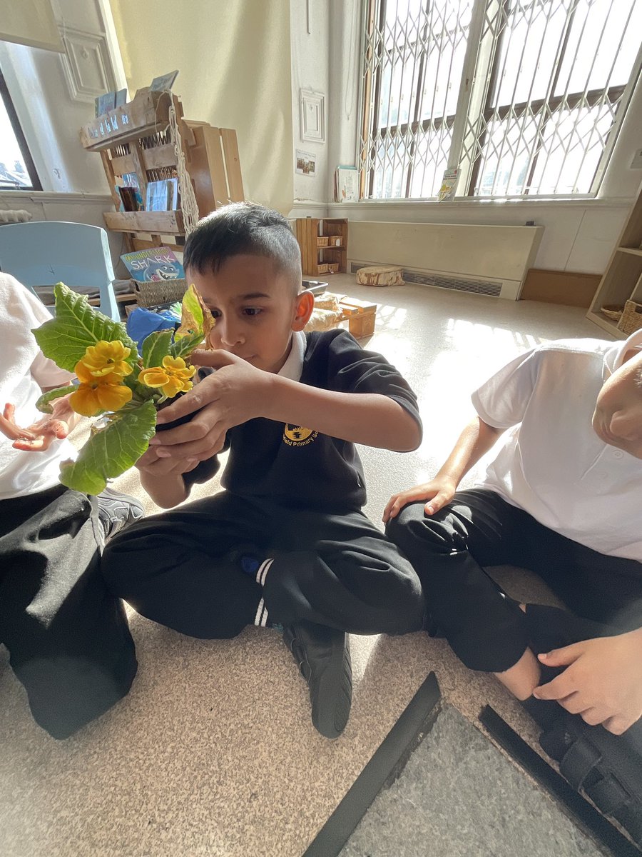 MarshfieldPS's tweet image. Year 1 have been budding botanists this week 🌱 We’ve been learning all about the different parts of a plant by examining real plants to find the roots, stems, leaves and flowers! 🌼🌿 Hands-on learning at its best! #Ambition #MPSScience