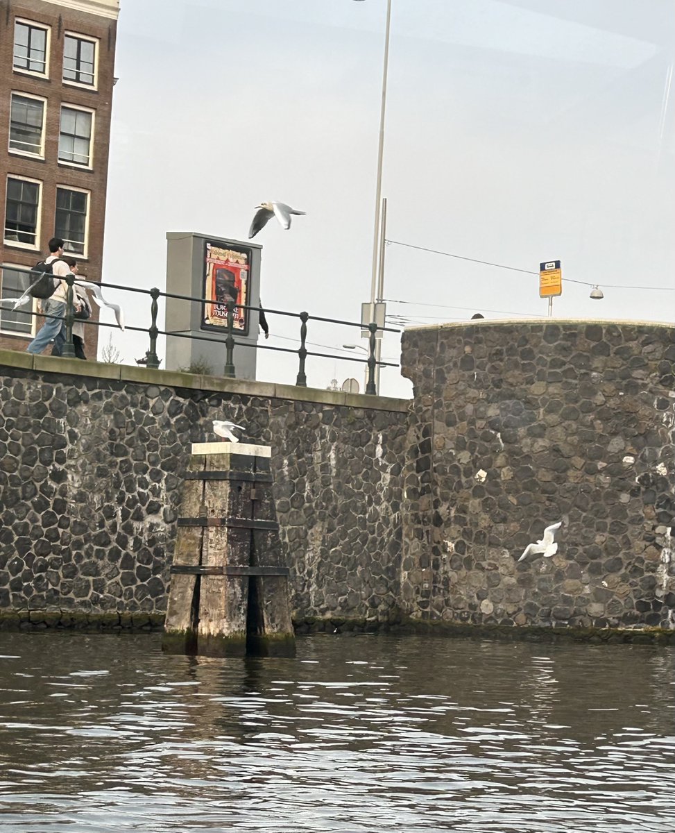 katelutter's tweet photo. Can Theo, the gangster cat, obsessed with seagulls, even enjoy our canal ride in Amsterdam? Hot Blogging with Chuck https://t.co/j2HfvtBEXD https://t.co/kyyazLWkHc