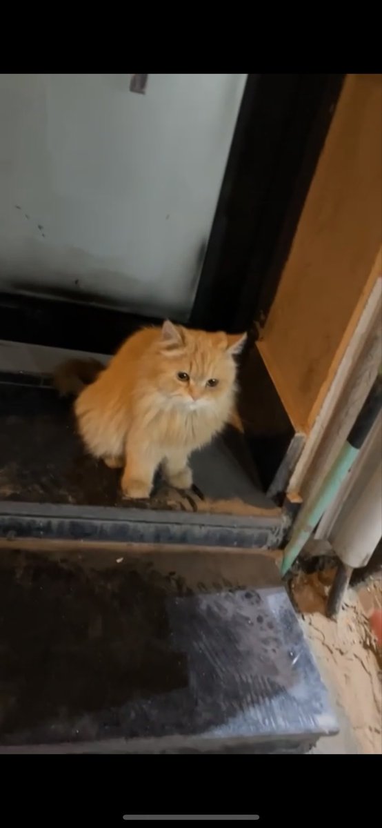 تطبيق مفقود tweet media