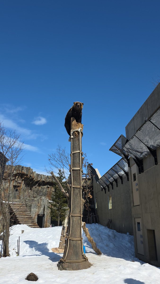 青空とすなすけ
#旭山動物園
#エゾヒグマ
#すなすけ