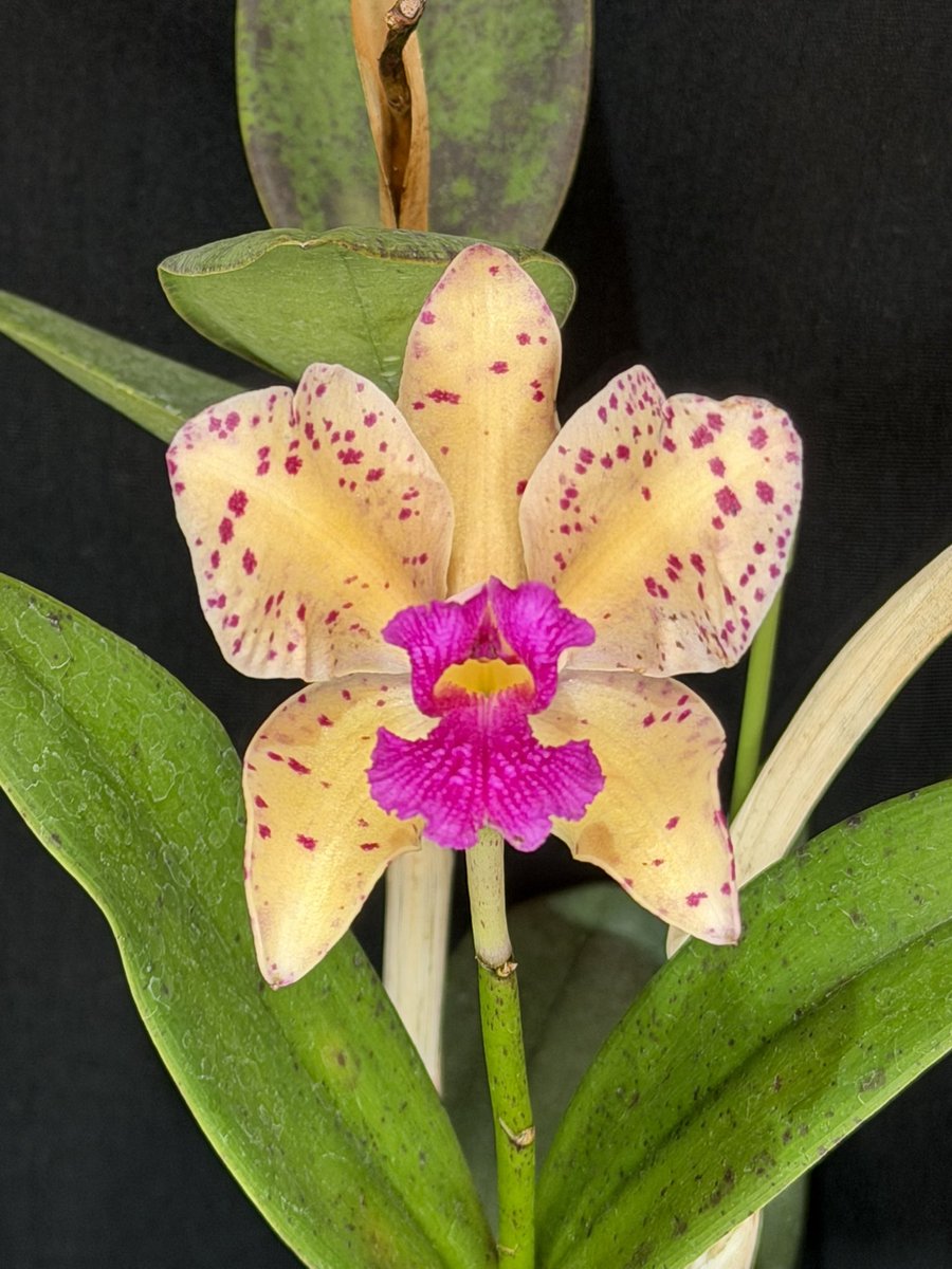 Wakayama Orchids (@WakayamaOrchids) / Posts / X