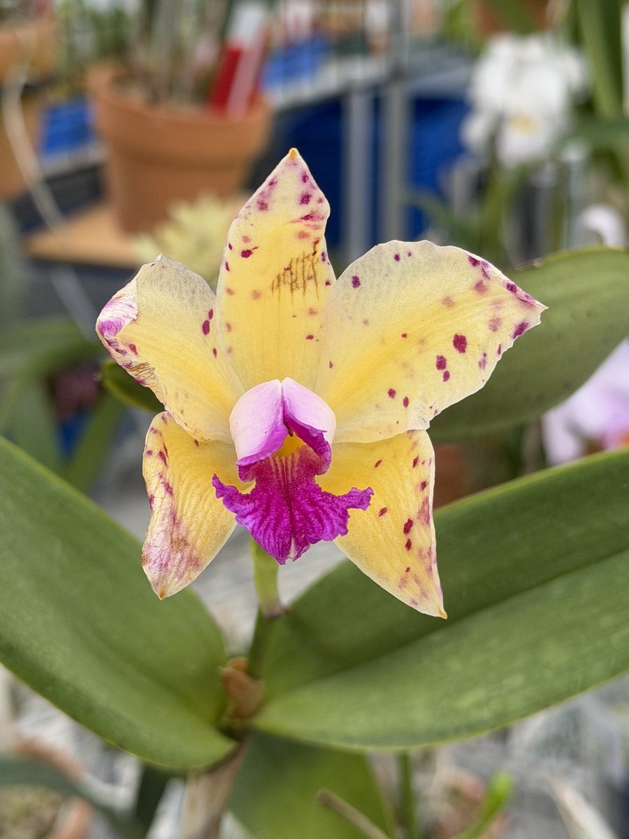 Wakayama Orchids (@WakayamaOrchids) / Posts / X