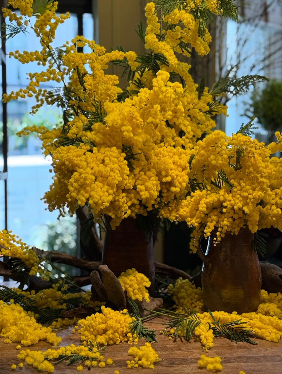 Mimosa symbolises joy and warmth, making it a lovely choice for International Women's Day this weekend 🌼 We can arrange glorious mimosa arrangements, either on its own or alongside your favourite flowers, for something bespoke. #InternationalWomensDay