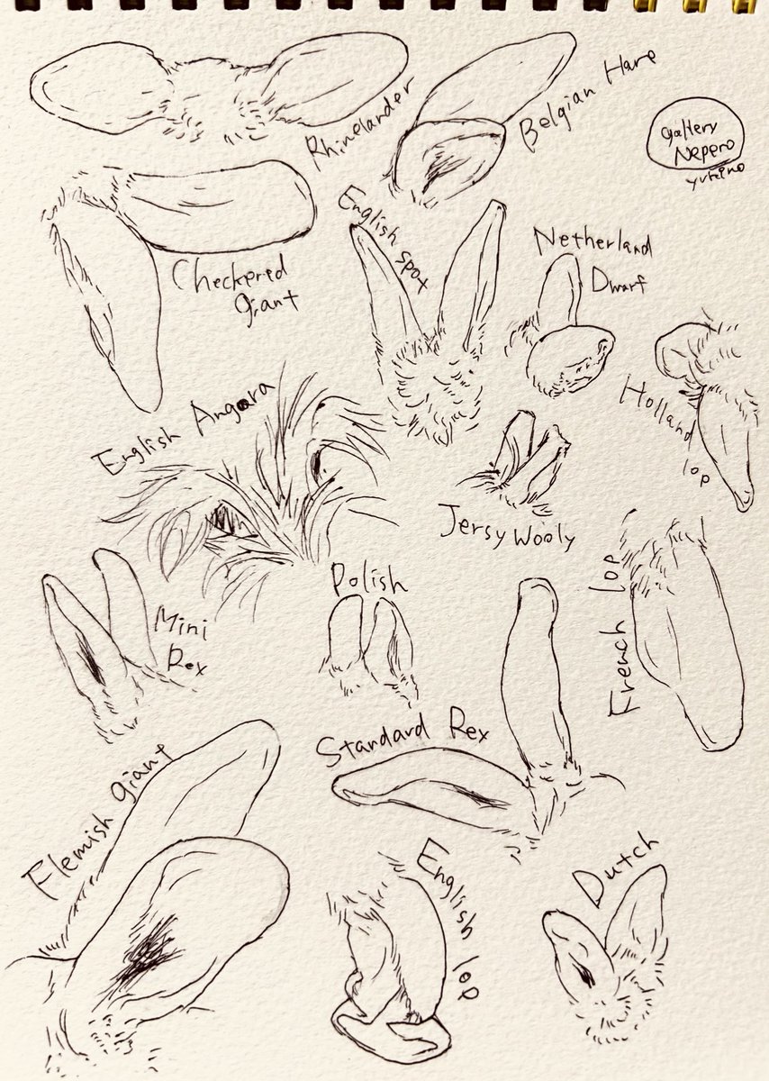 Gallery Nepero tweet media