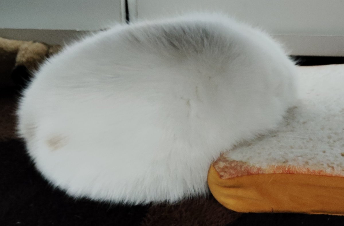 福ちゃん (@fukuchanwhite) on X