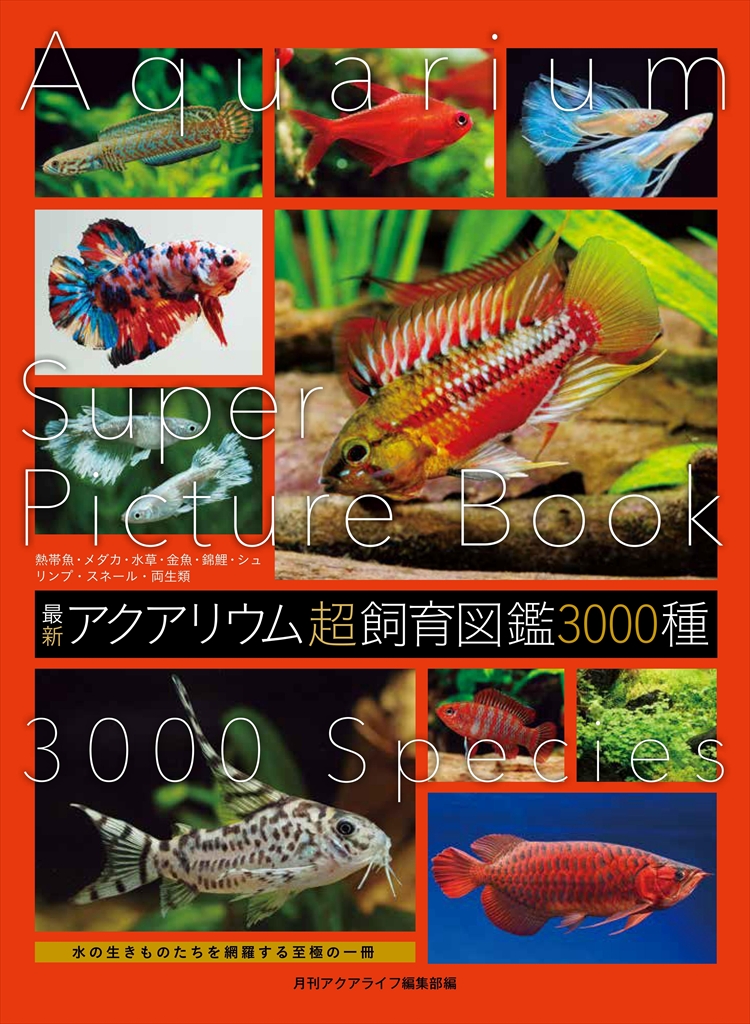 ユニアク＠熱帯魚図鑑 (@uniaqu_tfc) / Posts / X