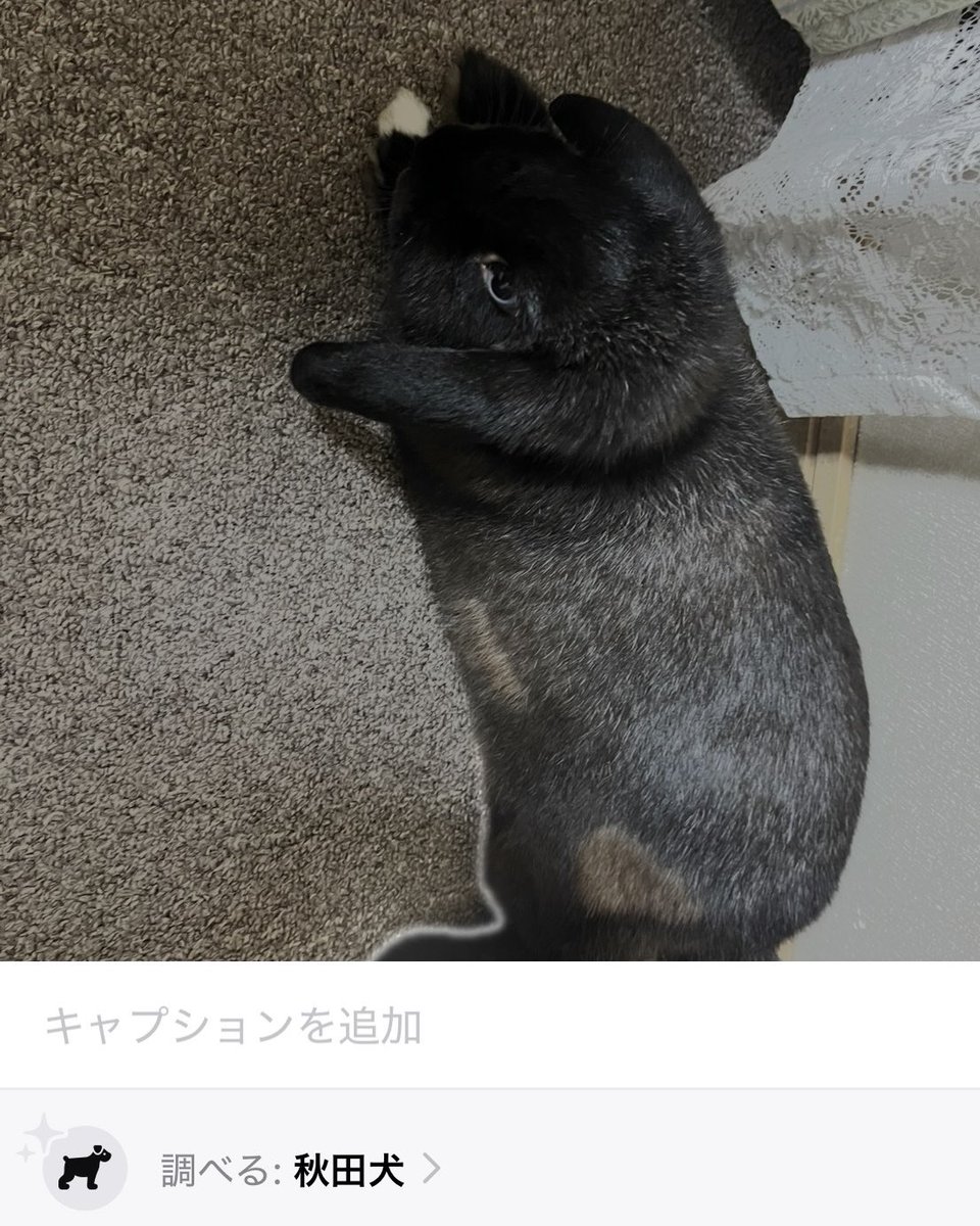 犬だったんだ