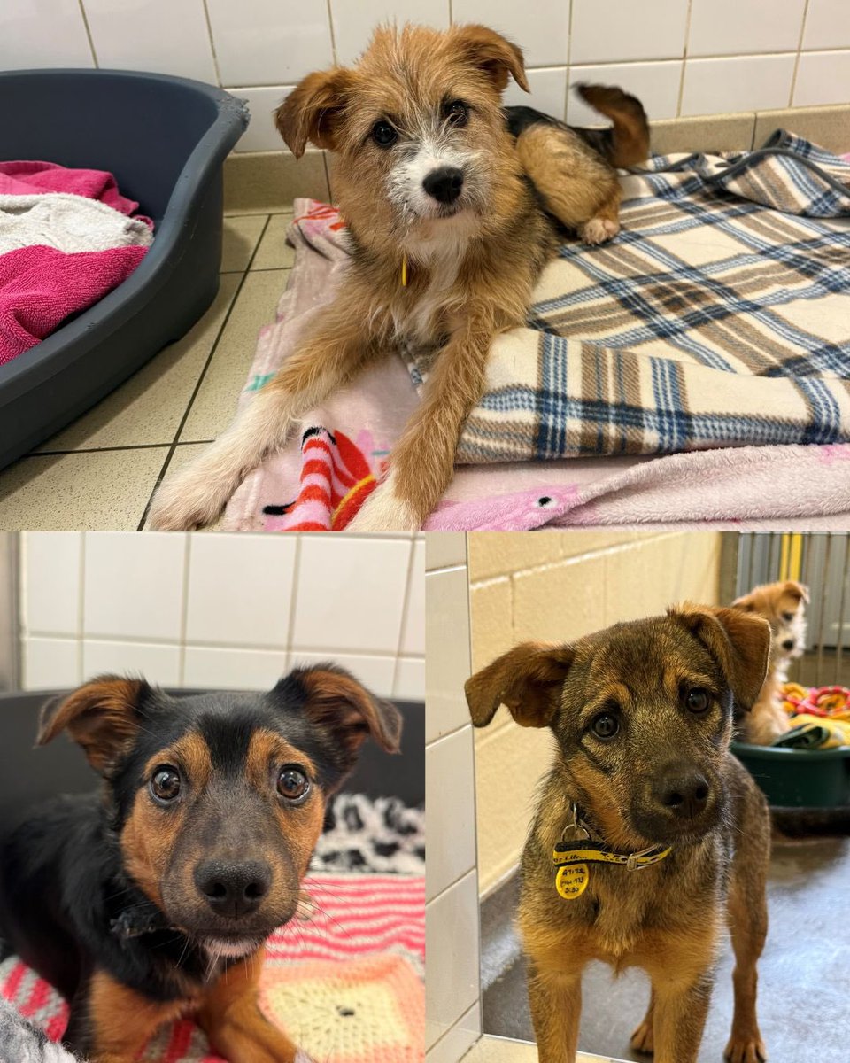 Charity, Faith and Valentine are just some of a handful of totally adorable pups that are looking for their chance of a lifetime 🤗 

These three amigos are all looking to find patient and loving families who can build their confidence up and help them to shine! ✨💗