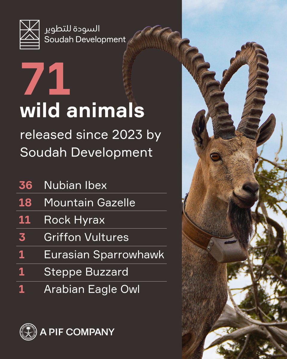 SoudahDevCo's tweet photo. On #WorldWildlifeDay, we at #SoudahDevelopment proudly reaffirm our dedication to protecting the rich biodiversity of the @SoudahPeaks. Through sustainable development practices, we strive to preserve our natural heritage and safeguard the environment for future generations. https://t.co/cKnrKZjX23