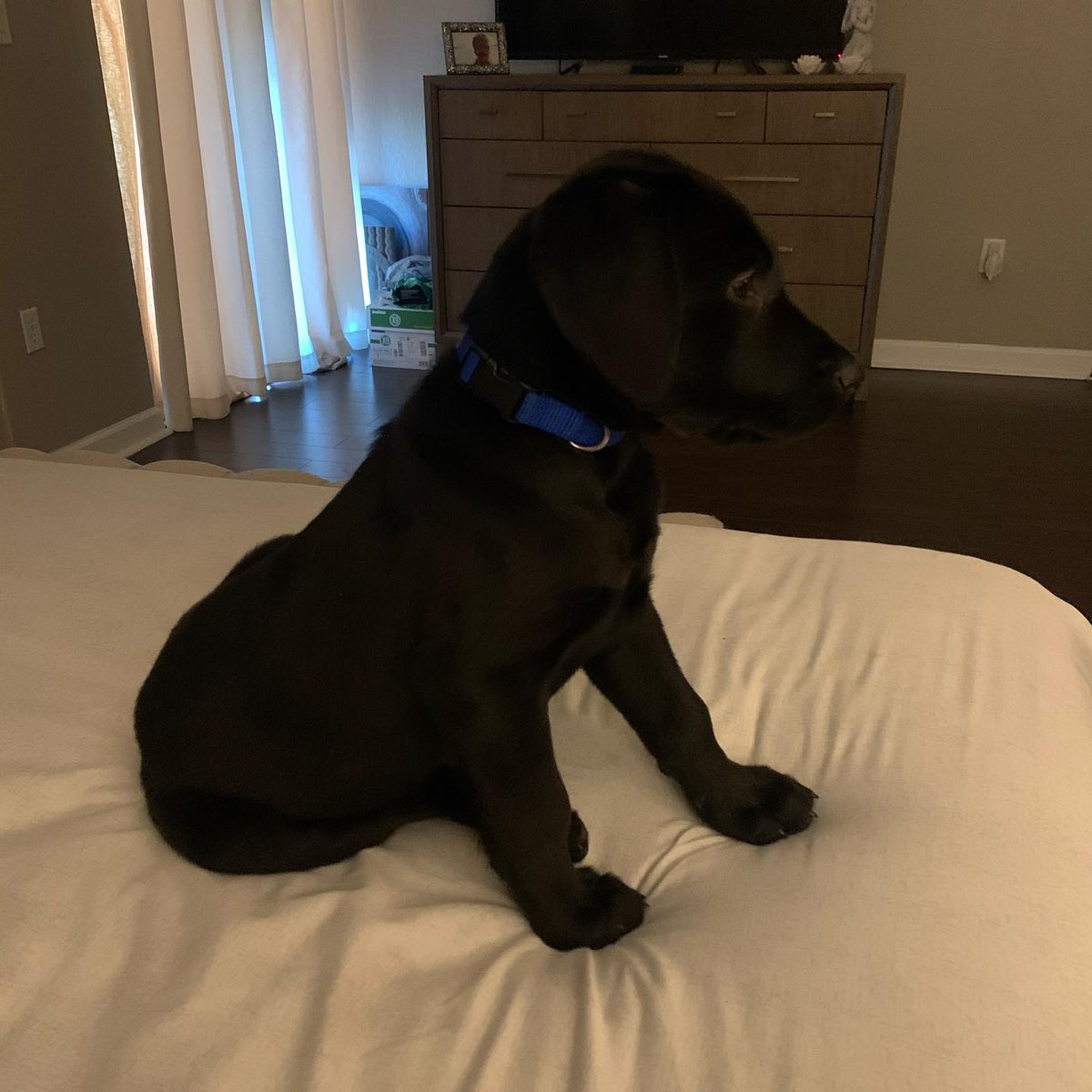 robinson_grace's tweet photo. My baby🥺 https://t.co/i5ADEJbADy