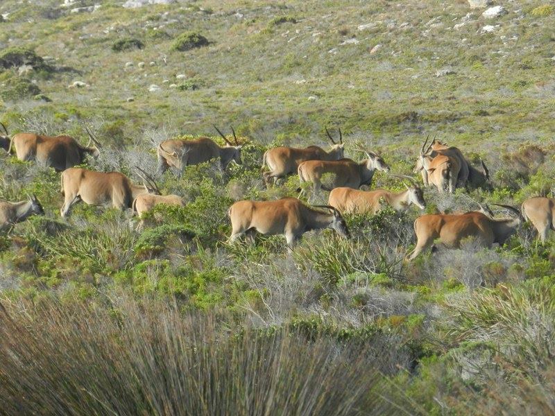 SANParks TMNP tweet media