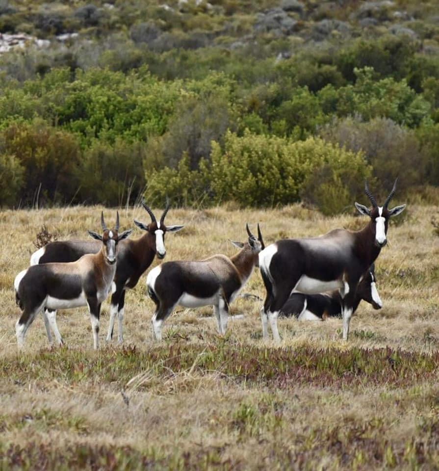 SANParks TMNP tweet media