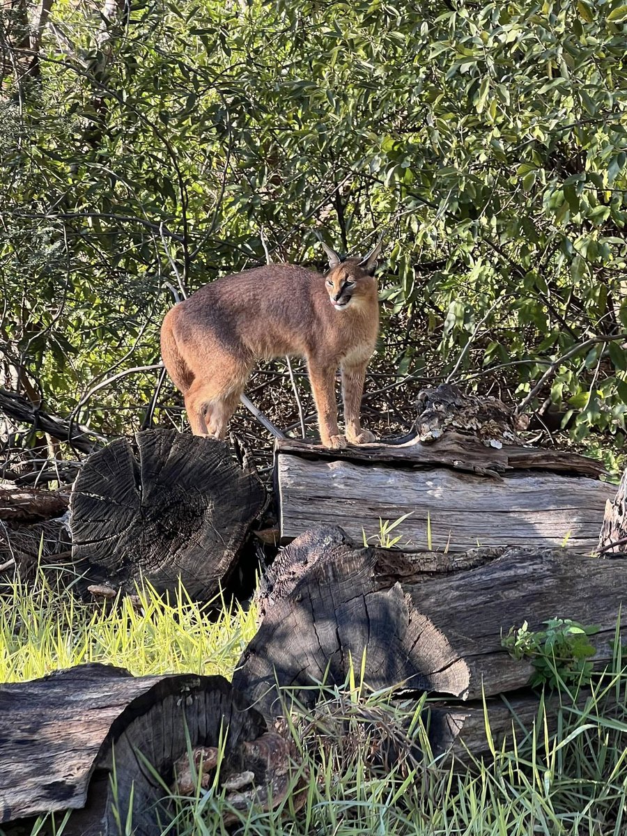 SANParks TMNP tweet media