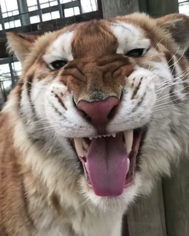 Tiger (@SirMeowsalots) / Posts / X