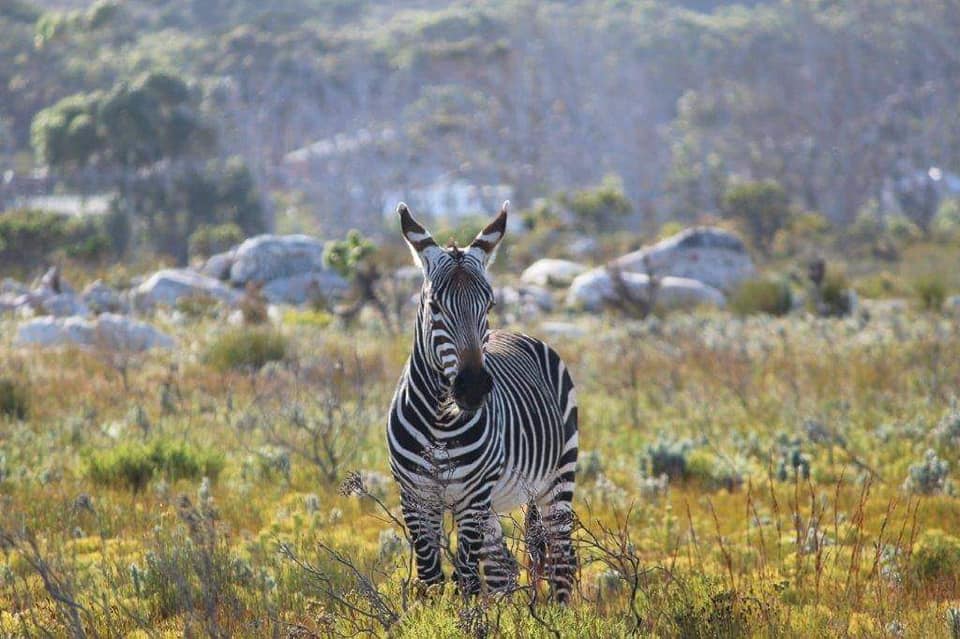 SANParks TMNP tweet media