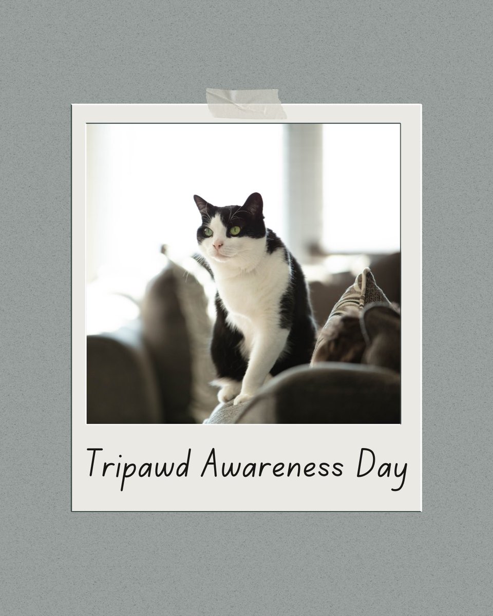 Cornell Feline Health Center tweet media