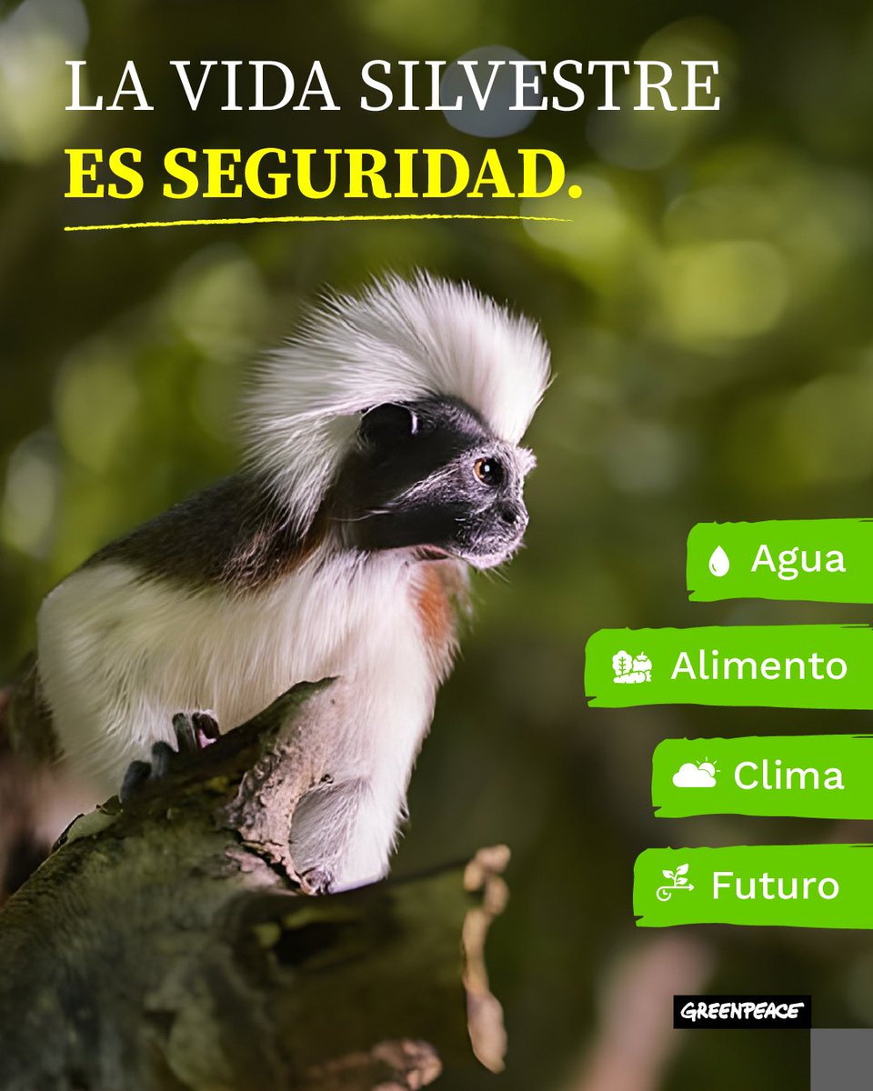 Greenpeace Colombia tweet media