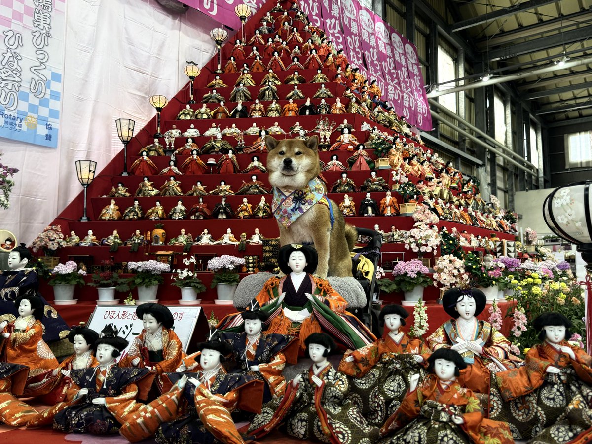 柴犬茶々麻呂之介 tweet media