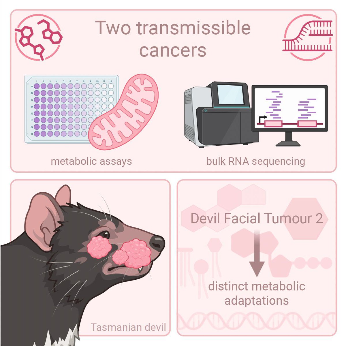 The FEBS Journal tweet media