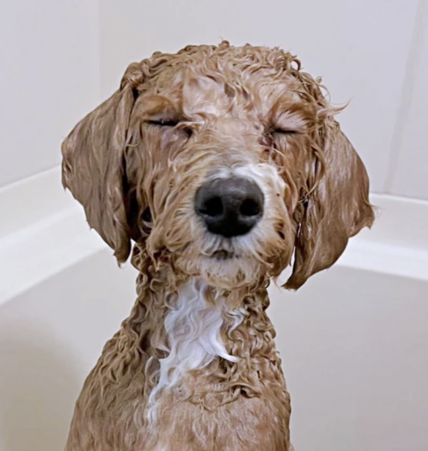 maidona_nashiki's tweet image. /／
🐶「口元だけ」のはずが…
\＼
全身丸洗いで「たむ」くん大変身！？ 虚無すぎる表情に「理不尽なり」「諸行無常」／たむさん（@tempura24modoki）
⬇️詳細はこちら（まいどなニュース）
maidonanews.jp/article/163714…

※本投稿はあらかじめ設定した予約投稿です

#犬 #おもしろ犬 #funnydog #derpdog