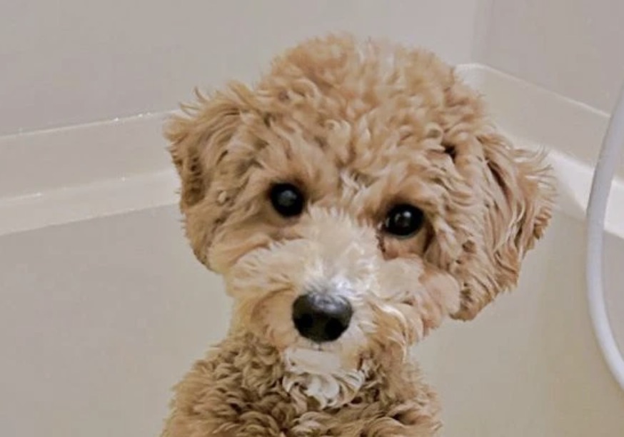 maidona_nashiki's tweet image. /／
🐶「口元だけ」のはずが…
\＼
全身丸洗いで「たむ」くん大変身！？ 虚無すぎる表情に「理不尽なり」「諸行無常」／たむさん（@tempura24modoki）
⬇️詳細はこちら（まいどなニュース）
maidonanews.jp/article/163714…

※本投稿はあらかじめ設定した予約投稿です

#犬 #おもしろ犬 #funnydog #derpdog