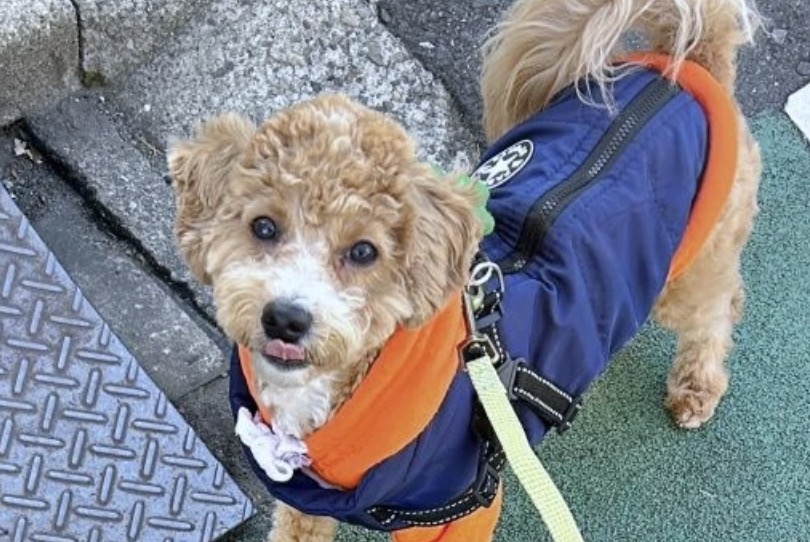 maidona_nashiki's tweet image. /／
🐶「口元だけ」のはずが…
\＼
全身丸洗いで「たむ」くん大変身！？ 虚無すぎる表情に「理不尽なり」「諸行無常」／たむさん（@tempura24modoki）
⬇️詳細はこちら（まいどなニュース）
maidonanews.jp/article/163714…

※本投稿はあらかじめ設定した予約投稿です

#犬 #おもしろ犬 #funnydog #derpdog