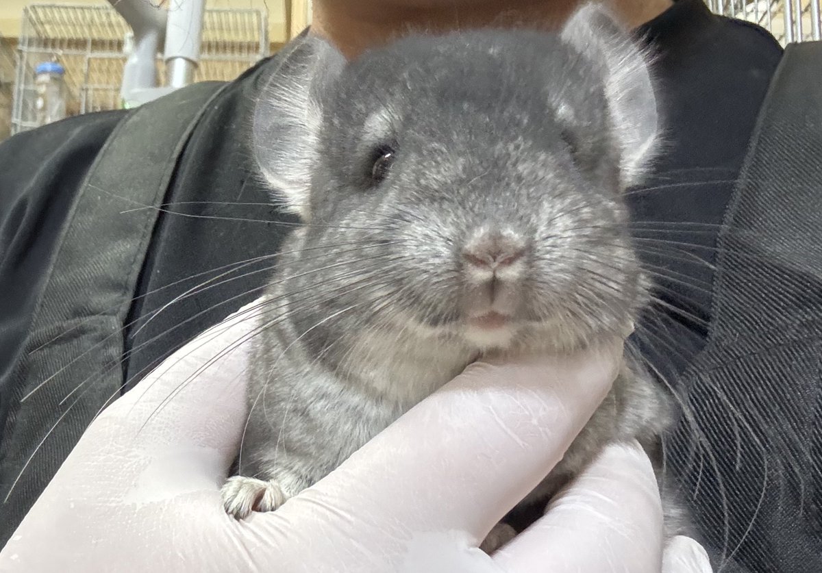 ゴジャ娘は２９０gになりました。砂浴びも上手すぎ🤣
#チンチラ