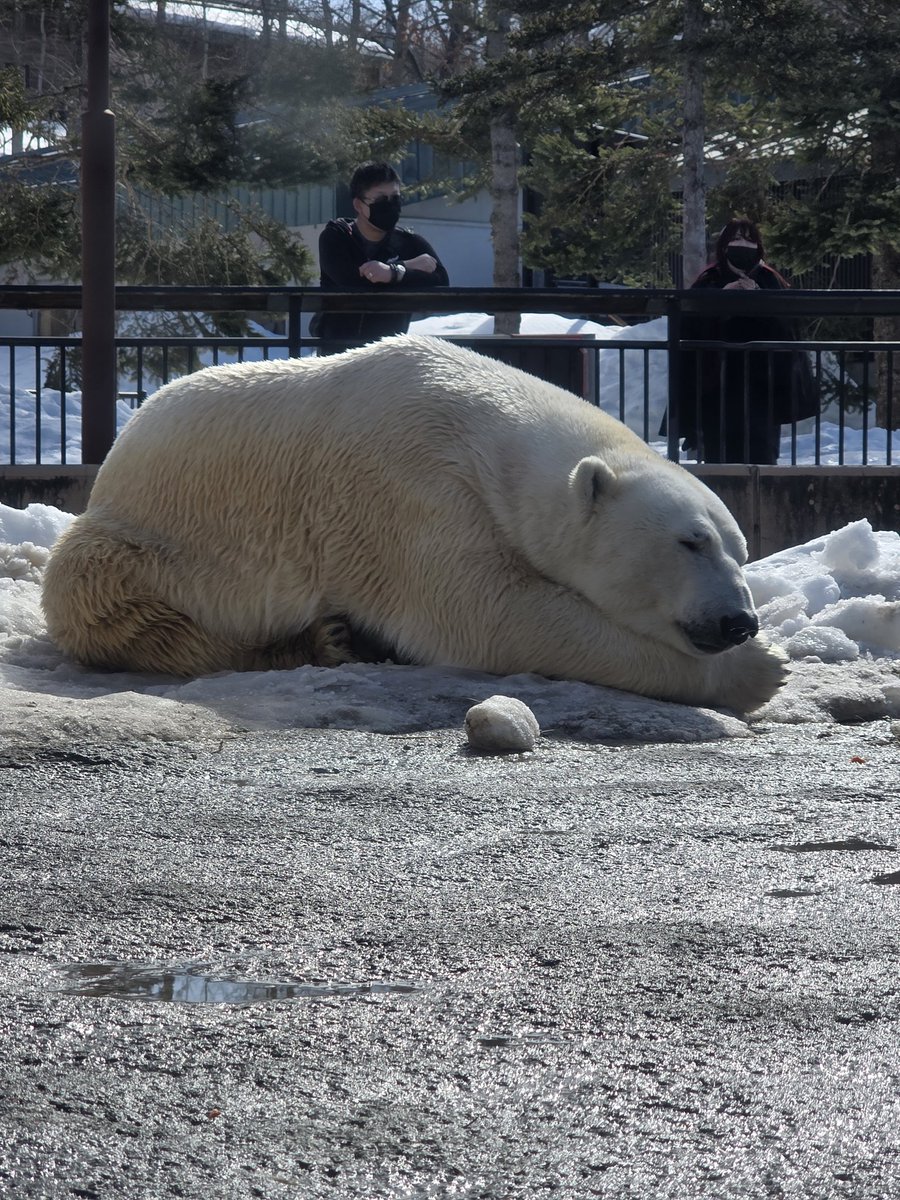 すやすや
#旭山動物園
#シマフクロウ
#オオカミ　#ワッカ　#のちう
#ホクト