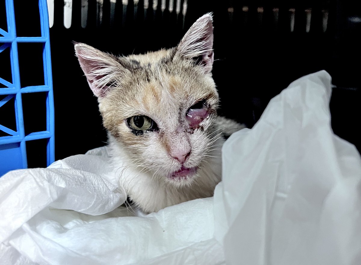 Gatinhos da Di 🐈 Abrigo Davi tweet media