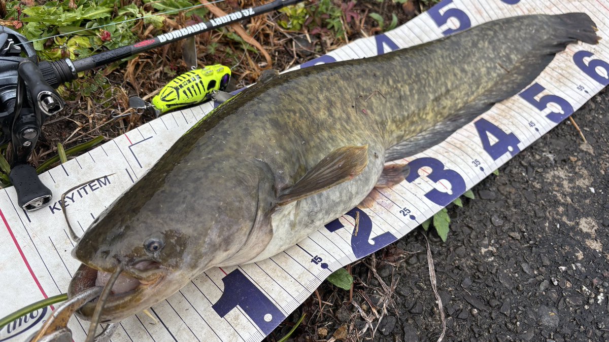 tagyoshuangler's tweet photo. ナマ2、シー1、メバいっぱい
ぼってぼてのナマズ釣れた

#BOMBAD
#ボンバダ
#Ladrao52 
#ラドラオ52
#TANGARA56S
#タンガラ56S https://t.co/LWLCXb9Svb