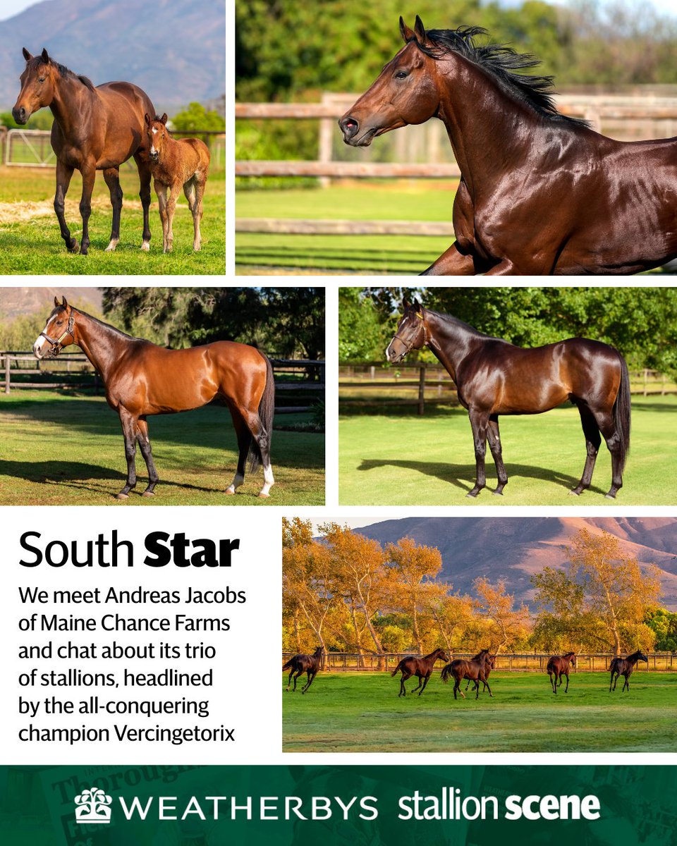 International Thoroughbred tweet media