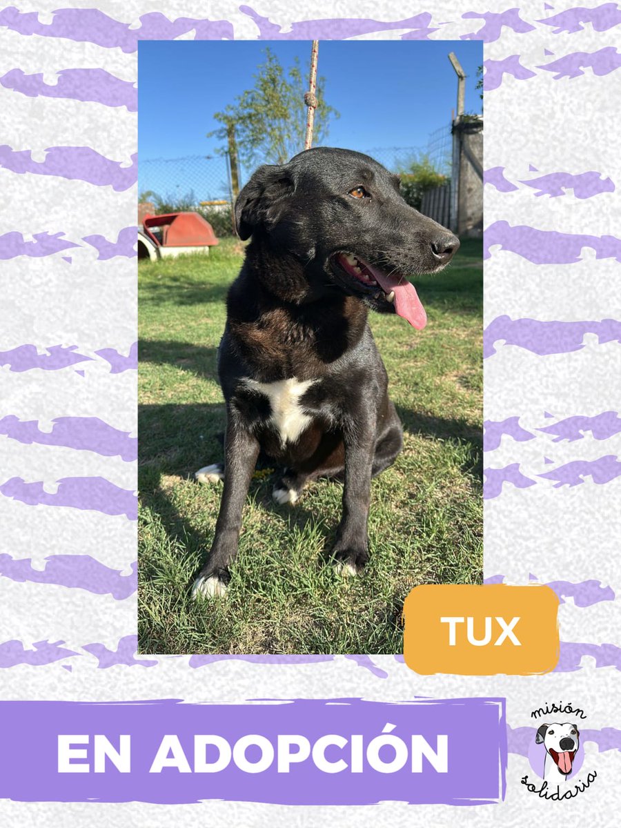 Tux tiene 4 años. Está castrado, vacunado y desparasitado, es de tamaño mediano. Viene vestido de gala para recordarte todos los días que el amor verdadero existe ✨
Zonas CABA y GBA
Queres adoptarla? Escribime!
misionsolidariatwitter@gmail.com
Asunto: Mi tux ♥