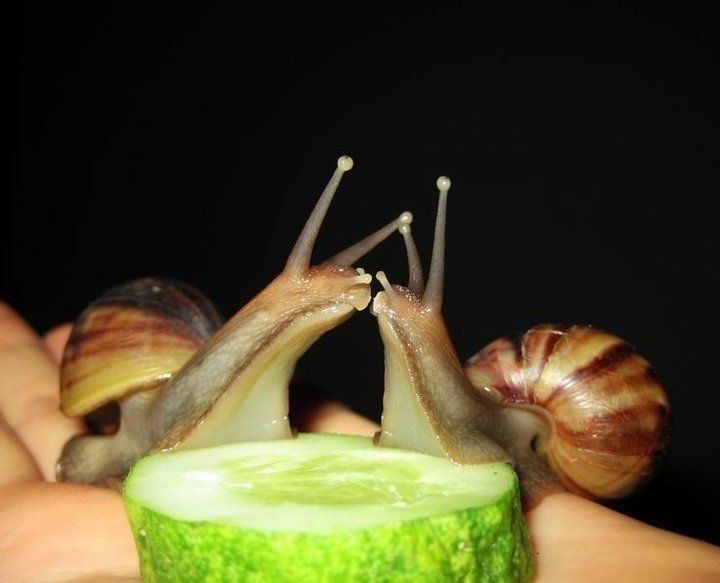 me and my wife if we were snails sharing a cucumber and married and kissing