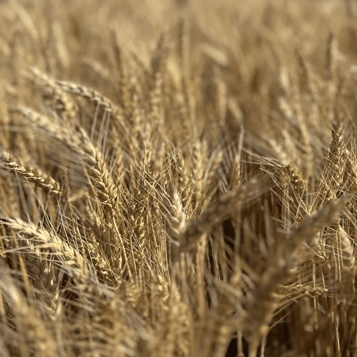 DF Seeds tweet media