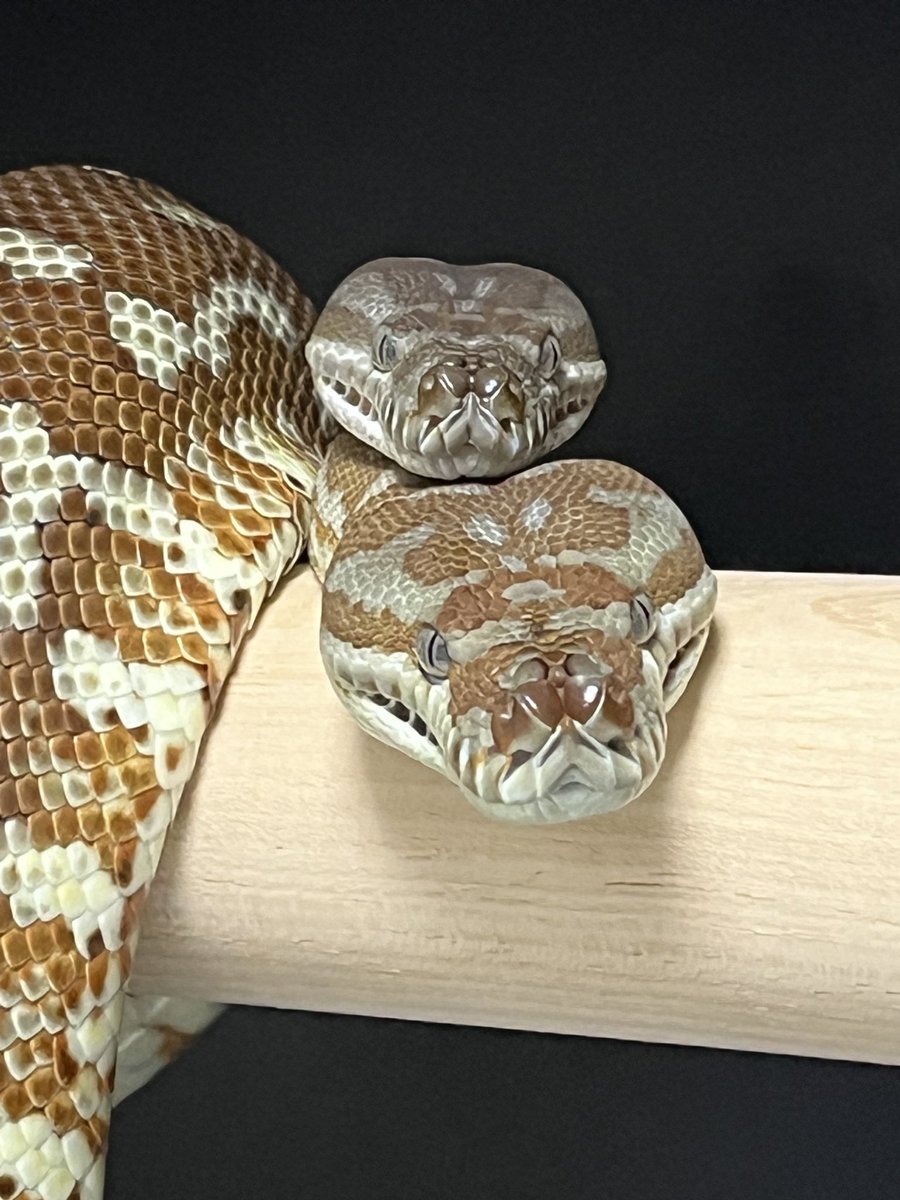 karo_python's tweet photo. 昔撮った写真を見てたら面白いの見つけた🤭

#セントラルパイソン https://t.co/kRtoUv1SJU