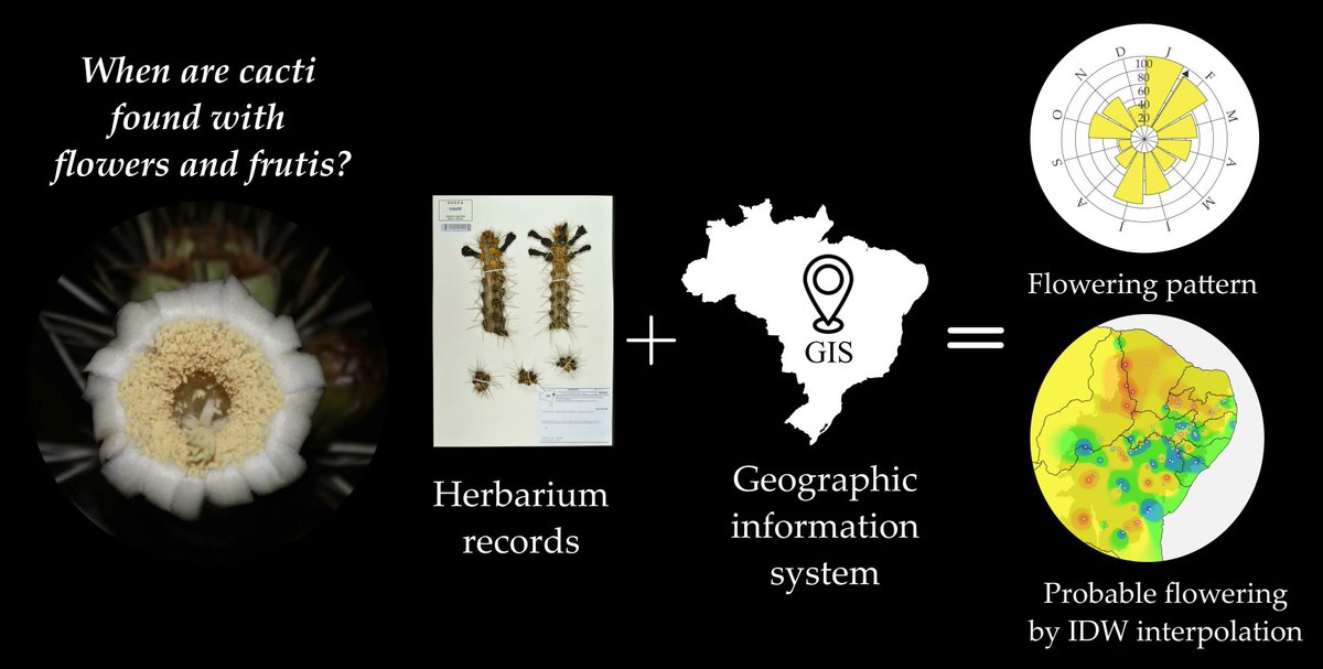 DiversityMDPI's tweet image. 🌵 When Are Cacti Found with Flowers and Fruits? Estimation of the Reproductive Phenology of the Genus Xiquexique Based on Herbarium Data

👥Alexsandro Bezerra-Silva et al.
🔗Read at: brnw.ch/21x0pAT

#Diversity #Cactaceae #Caatinga #Xiquexique