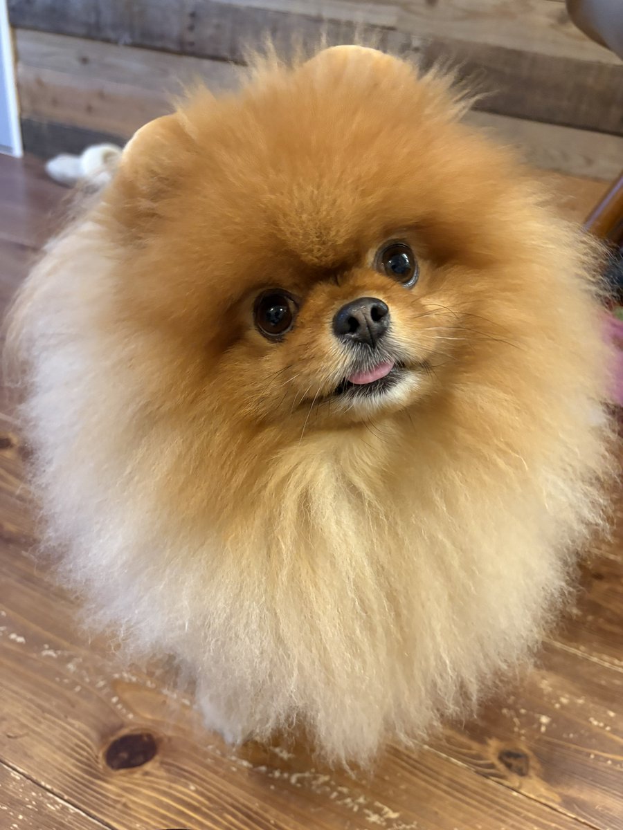 URI( ˊ̱˂˃ˋ̱ )🍊Level Ⅳ tweet media