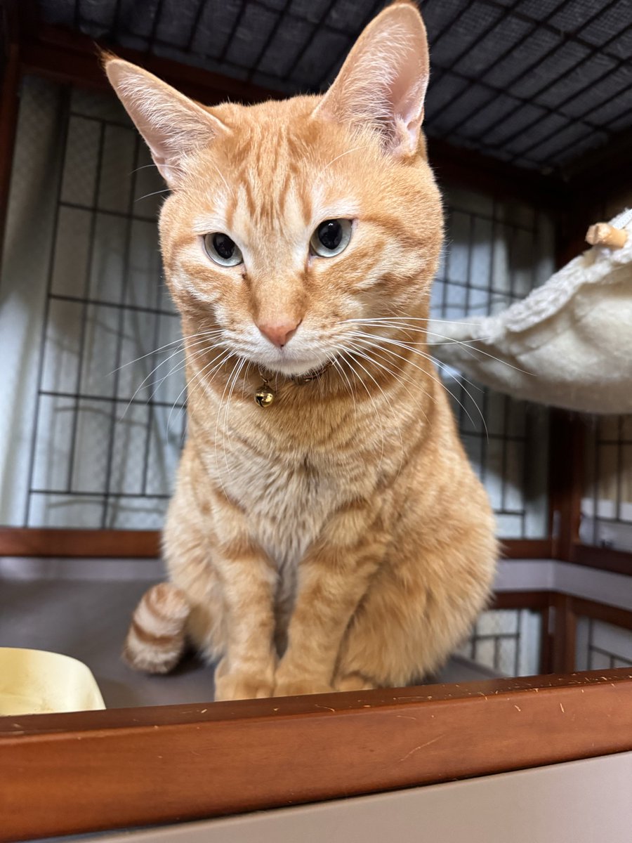 ももりンゴ🍑🍎🐈🐈‍⬛🐈‍⬛🐈🦆🦆🦆🐟🦐 tweet media