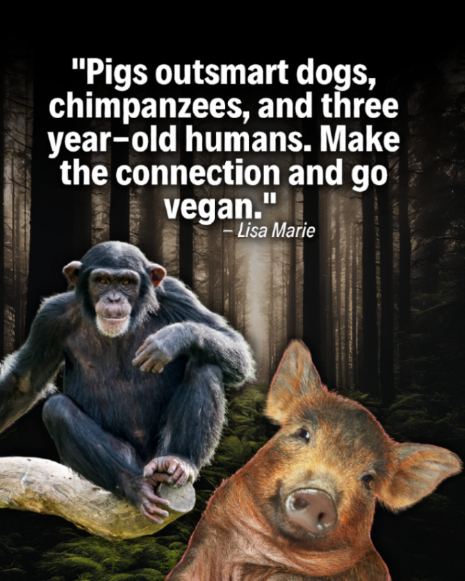 teamveganfta's tweet photo. Pigs are much smarter than many people think! ๐ท
๐ Learn more about pigs and find out how you can help them: https://t.co/vWBYRcRbjw ๐ฝ
#facts #pigs #cleveranimals https://t.co/XayLuU1gpq