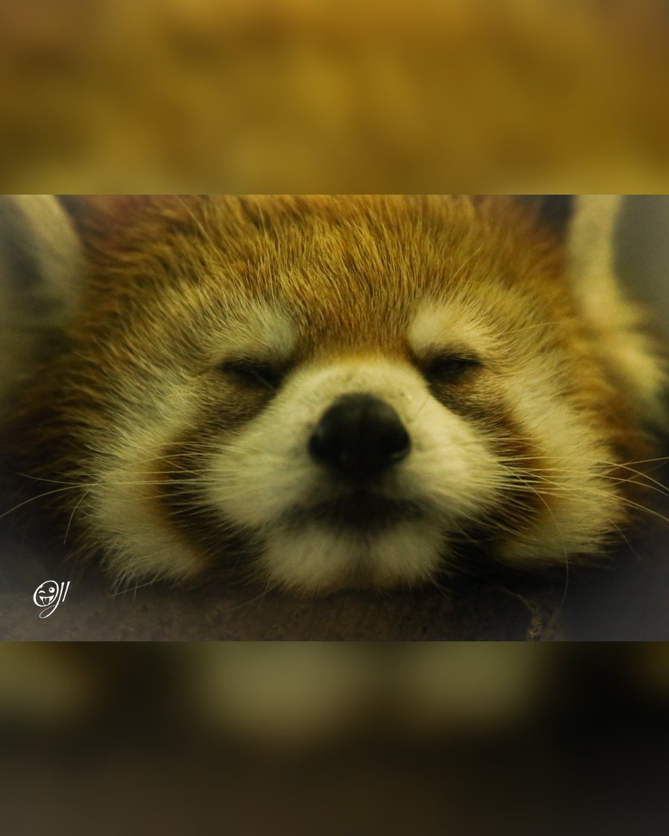 OJIJI382859's tweet photo. 夢と現
#千葉市動物公園 #レッサーパンダ #たいよう #redpandas https://t.co/IHBWGv64Zx