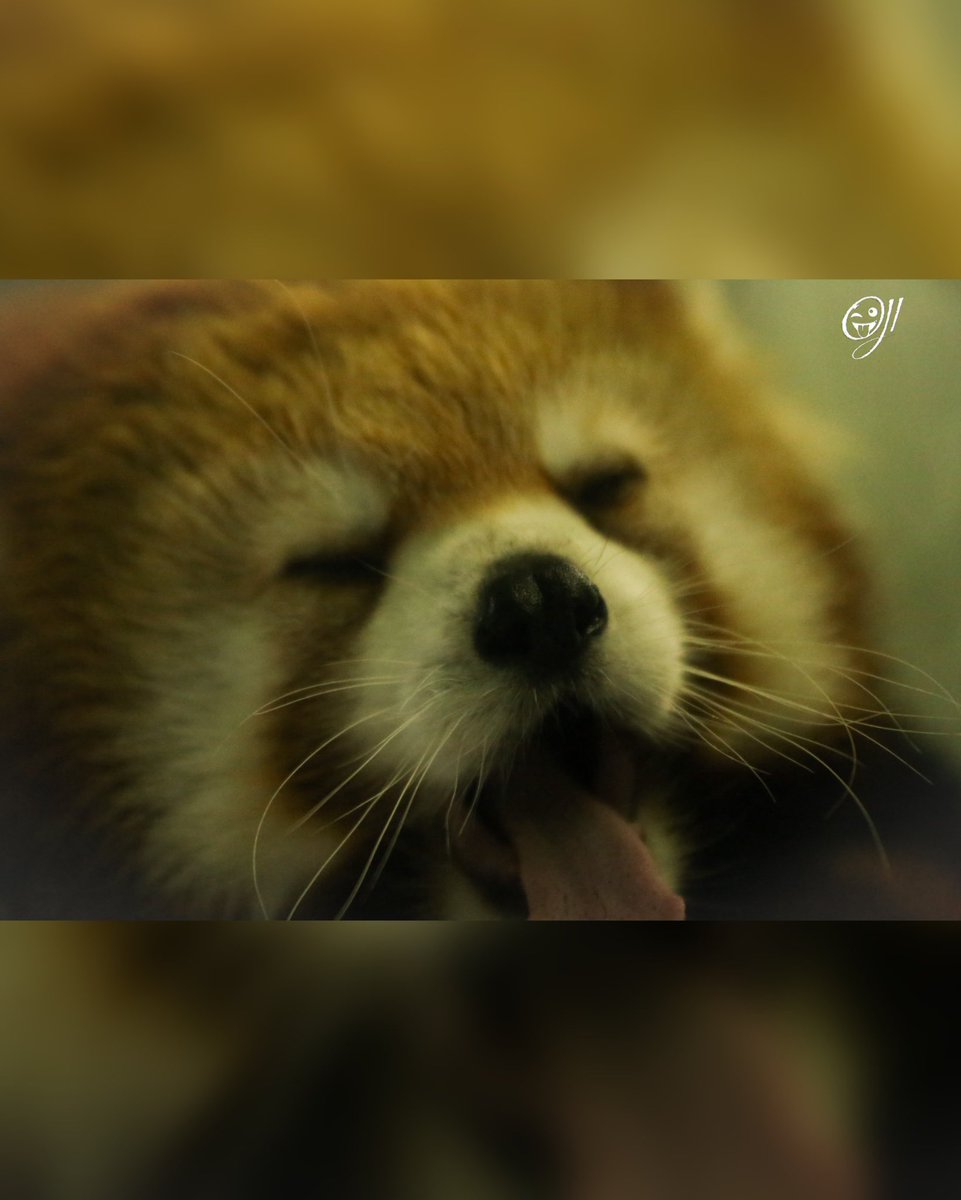OJIJI382859's tweet photo. 夢と現
#千葉市動物公園 #レッサーパンダ #たいよう #redpandas https://t.co/IHBWGv64Zx