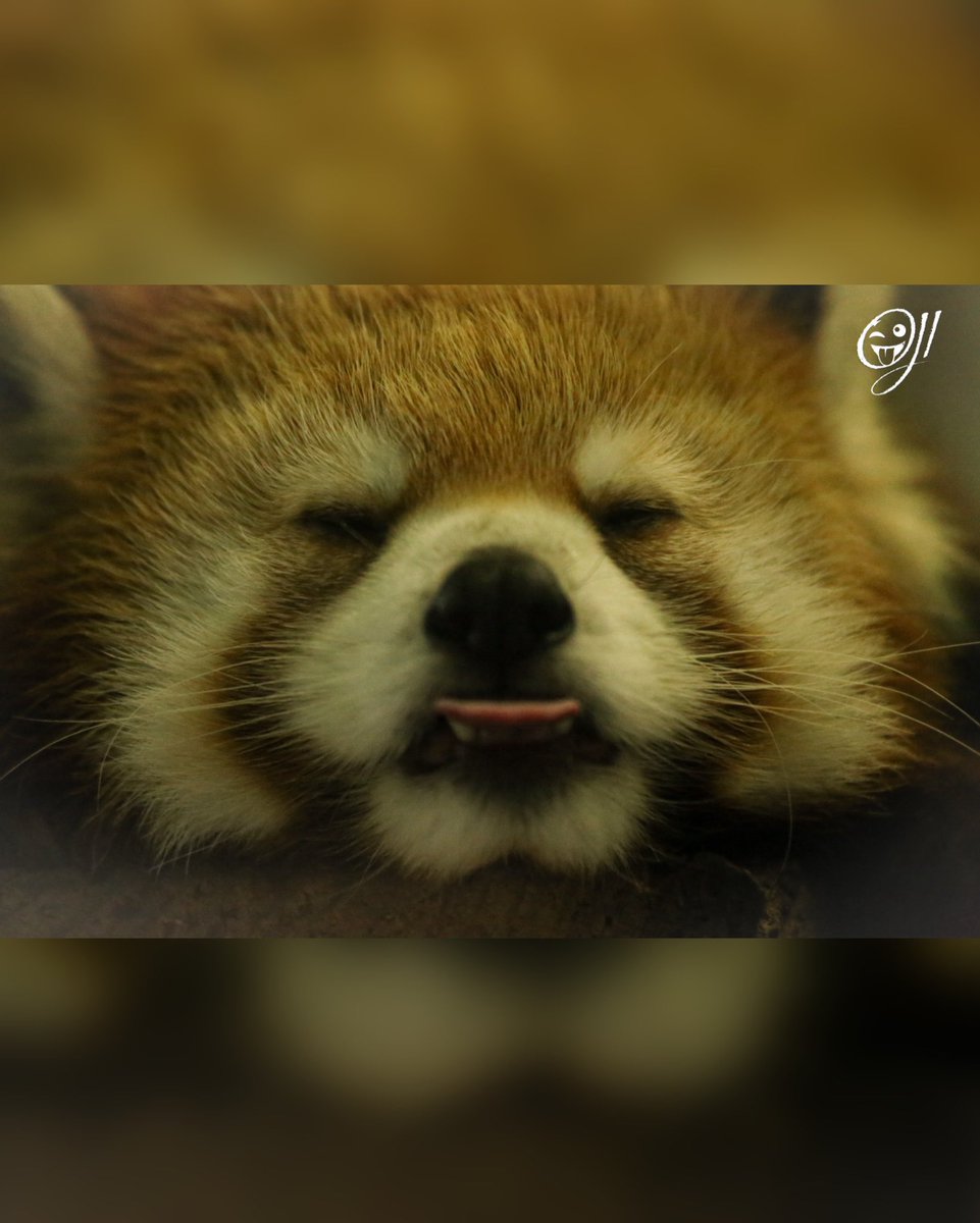OJIJI382859's tweet photo. 夢と現
#千葉市動物公園 #レッサーパンダ #たいよう #redpandas https://t.co/IHBWGv64Zx