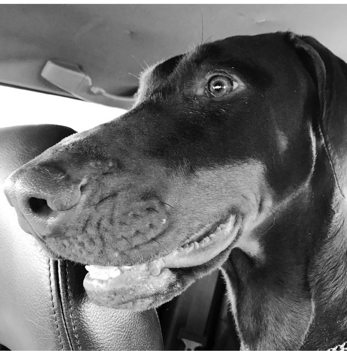 The hardest part?
The drive home…
Without your dog…