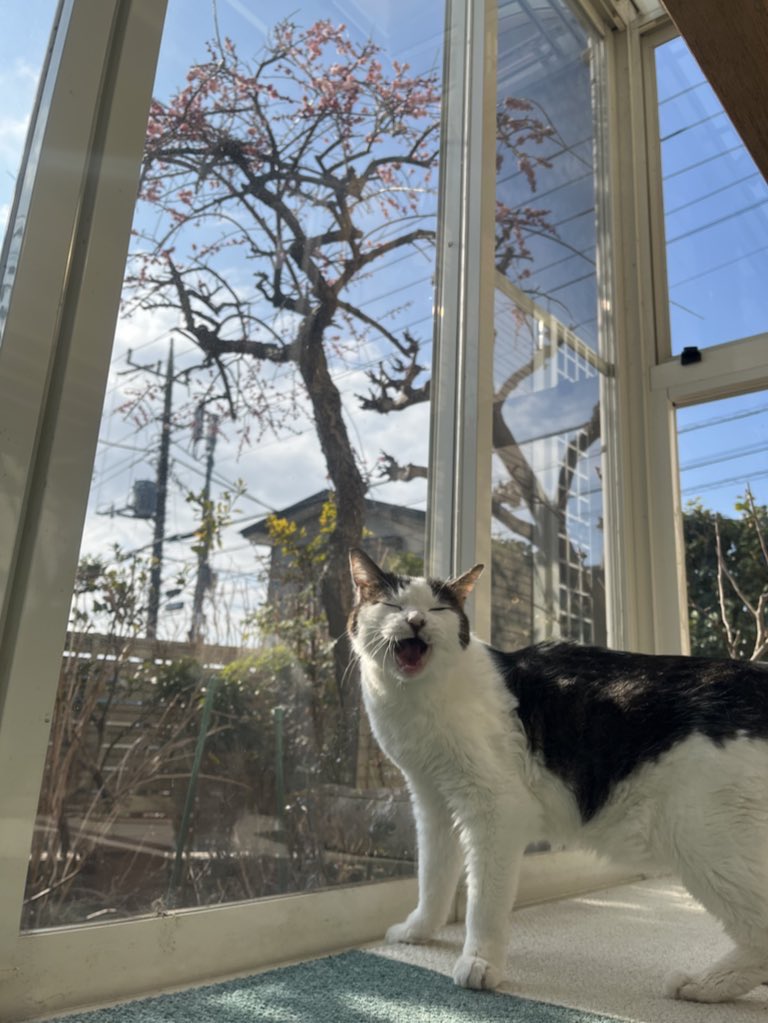tanpopobento's tweet photo. 私の愛猫しーちゃんが20歳になりました🎎
甲状腺と高血圧のお薬を飲みながらでありますが、帰宅して抱っこすると爆音のゴロゴロをきかせてくれます💕目が見えなくなって落ち込んだのは人間だけ。しーちゃんは普段どおり。生きる力を信じて、何事もあきらめない姿にこちらが元気をもらっています😽😊 https://t.co/3klnvoGesg