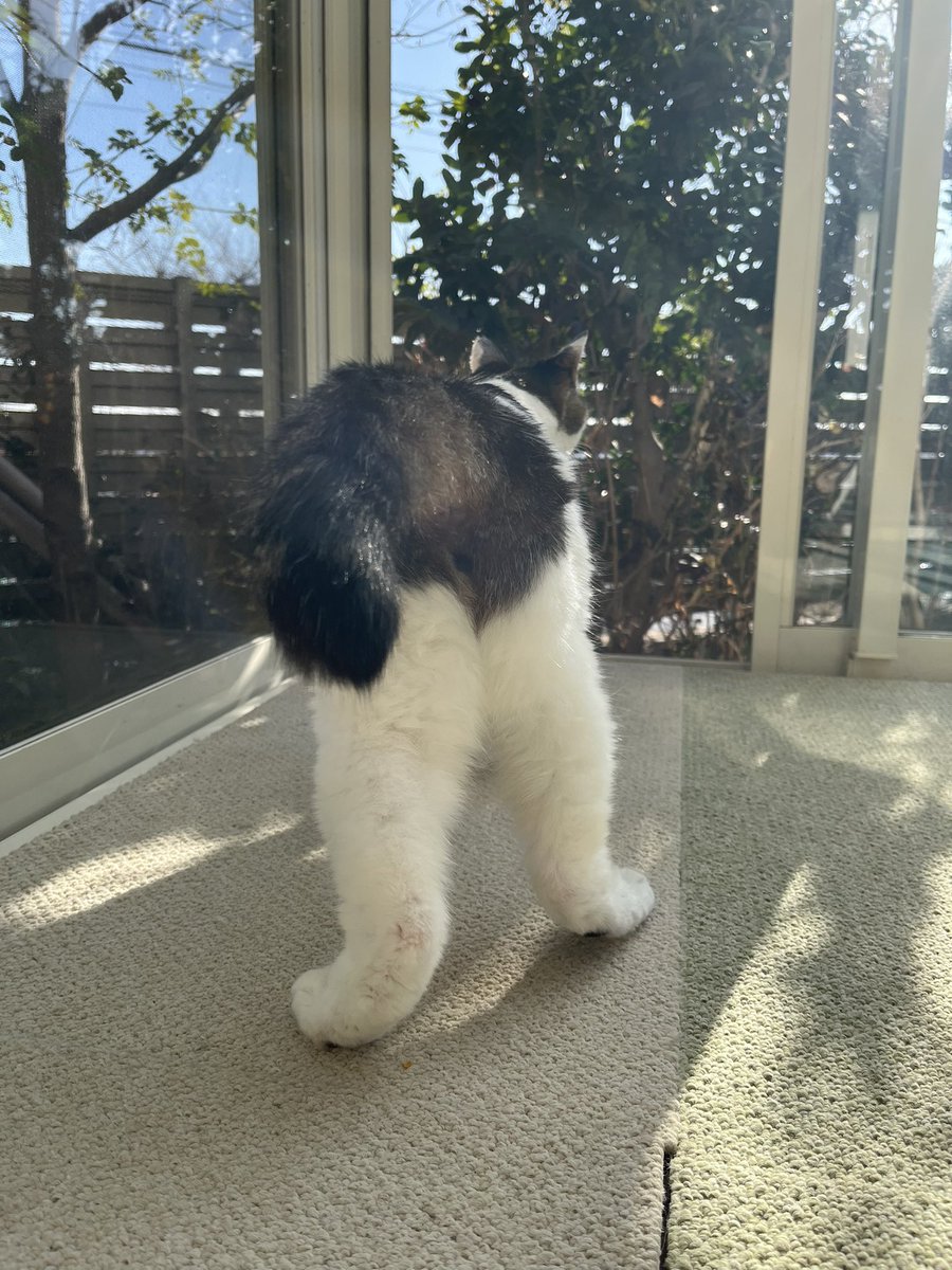 tanpopobento's tweet photo. 私の愛猫しーちゃんが20歳になりました🎎
甲状腺と高血圧のお薬を飲みながらでありますが、帰宅して抱っこすると爆音のゴロゴロをきかせてくれます💕目が見えなくなって落ち込んだのは人間だけ。しーちゃんは普段どおり。生きる力を信じて、何事もあきらめない姿にこちらが元気をもらっています😽😊 https://t.co/3klnvoGesg