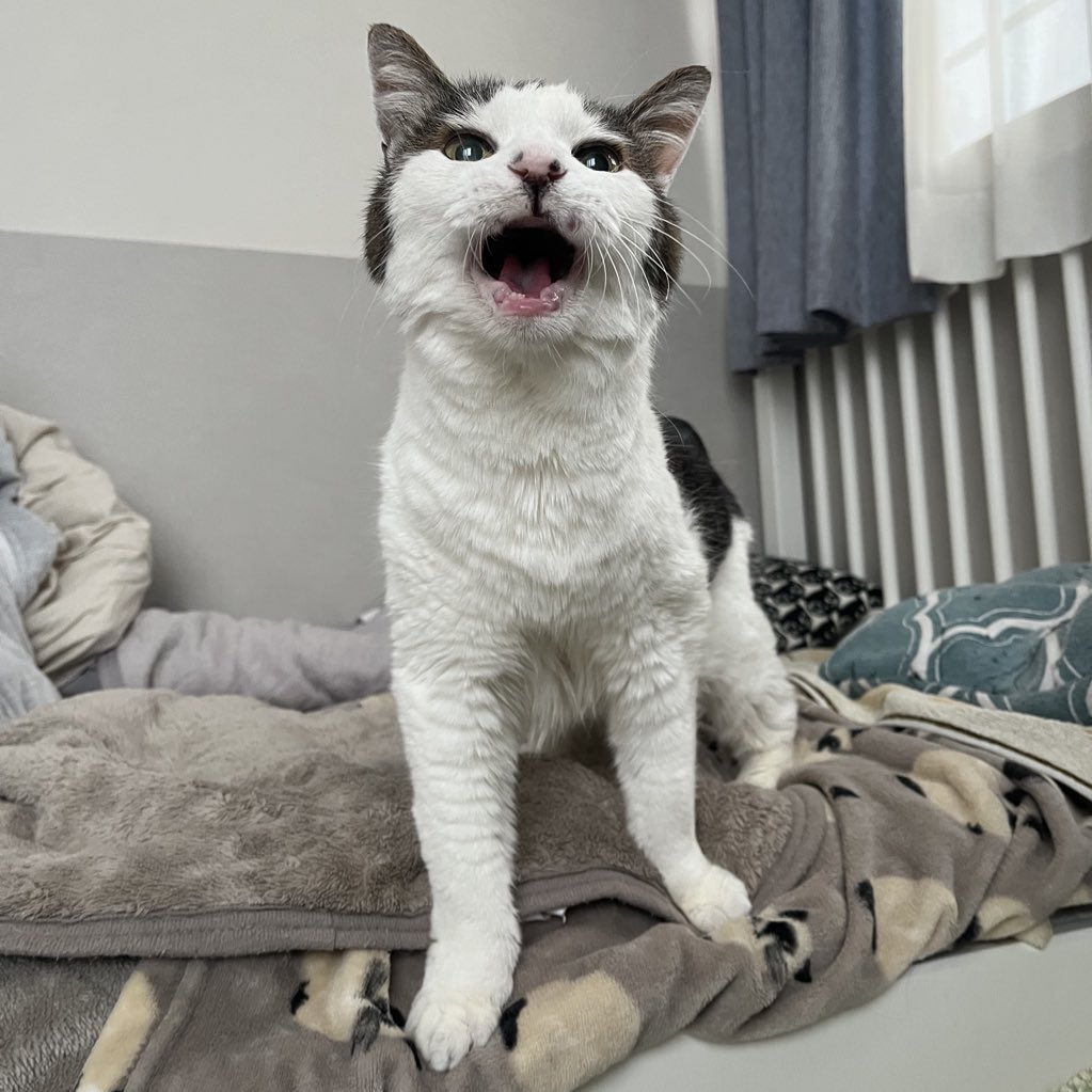 tanpopobento's tweet photo. 私の愛猫しーちゃんが20歳になりました🎎
甲状腺と高血圧のお薬を飲みながらでありますが、帰宅して抱っこすると爆音のゴロゴロをきかせてくれます💕目が見えなくなって落ち込んだのは人間だけ。しーちゃんは普段どおり。生きる力を信じて、何事もあきらめない姿にこちらが元気をもらっています😽😊 https://t.co/3klnvoGesg