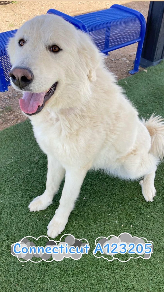 itsadogslifersq's tweet photo. CONNECTICUT (f) #A123205
1yo.#GreatPyrenees #grpyr #pyr #pyrrescue #grpyrrescue #greatpyreneesrescue
Ready to fall in love at 1st sight? Pyrs are made for ranch life. No, she won't play ball. Smart, independent, loyal, protective. Her beauty on top of that. #Hesperia #CA #socal https://t.co/pLU6iJYuSd