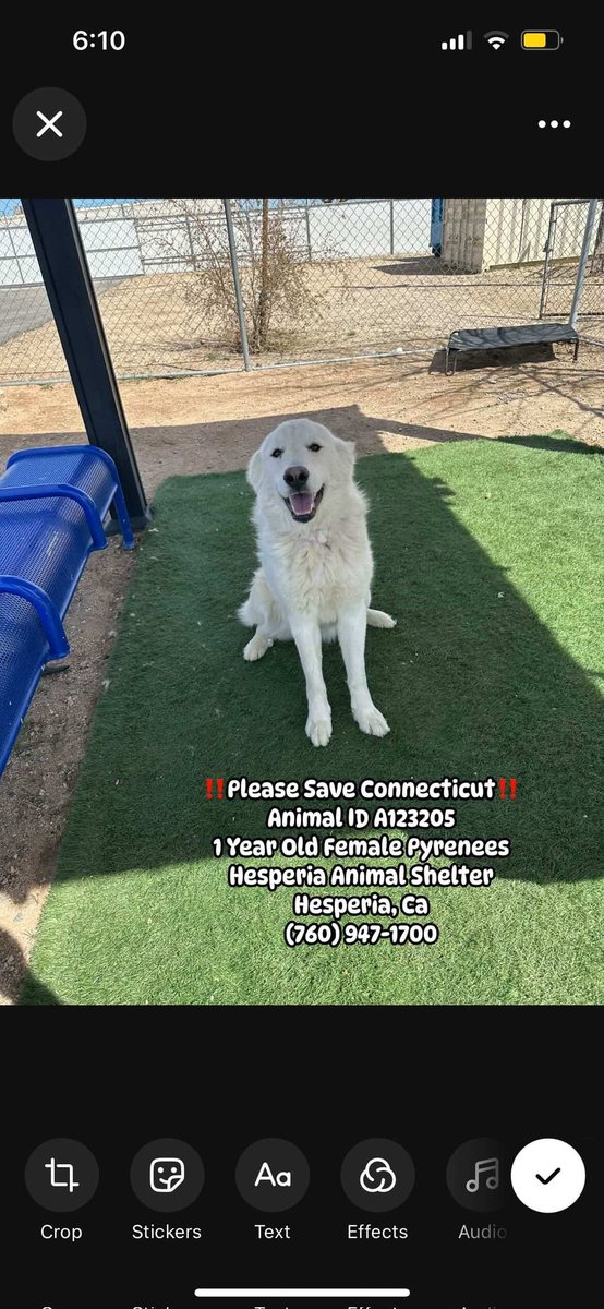 itsadogslifersq's tweet photo. CONNECTICUT (f) #A123205
1yo.#GreatPyrenees #grpyr #pyr #pyrrescue #grpyrrescue #greatpyreneesrescue
Ready to fall in love at 1st sight? Pyrs are made for ranch life. No, she won't play ball. Smart, independent, loyal, protective. Her beauty on top of that. #Hesperia #CA #socal https://t.co/pLU6iJYuSd