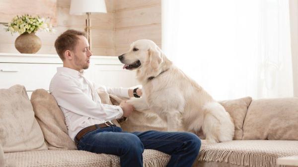 PeritoAnimal's tweet photo. Como ter uma casa pet friendly https://t.co/8vw4Ntuv7j #todososanimaisdeestimação https://t.co/yvV8gPmk1Z